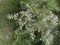 Symphyotrichum pilosum
