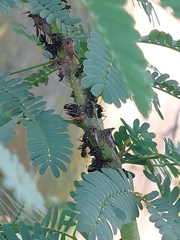 Camponotus compressus