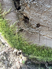 Homalothecium nuttallii