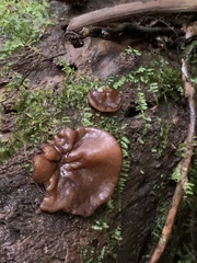 Phaeotremella foliacea