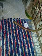 Diploglossus lessonae