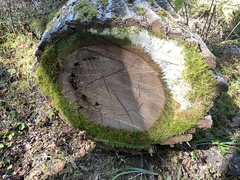 Homalothecium nuttallii