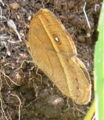 Brakefieldia perspicua