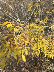 Salix bebbiana