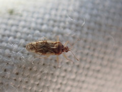 Monosteira unicostata