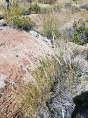Digitaria californica