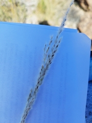 Digitaria californica