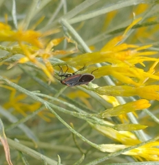 Melacoryphus lateralis