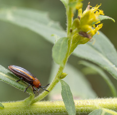 Microrhopala vittata