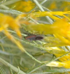 Melacoryphus lateralis