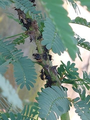 Camponotus compressus