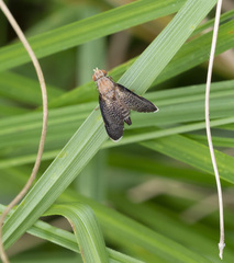 Eutreta noveboracensis
