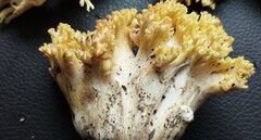 Ramaria rasilispora