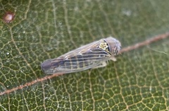 Colladonus geminatus