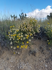 Psilostrophe cooperi