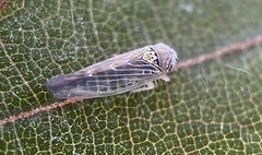 Colladonus geminatus