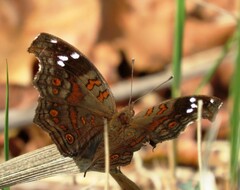Junonia natalica