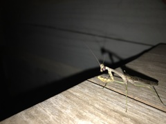 Stagmomantis carolina