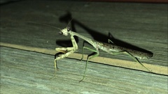 Stagmomantis carolina