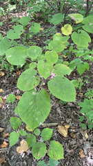 Tilia americana