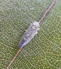 Colladonus geminatus