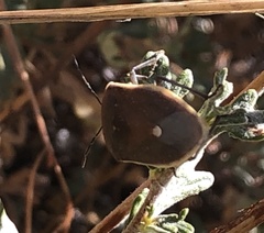 Chlorochroa