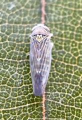 Colladonus geminatus