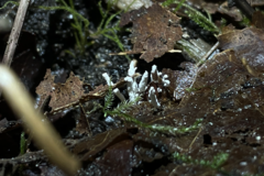 Cordyceps tenuipes