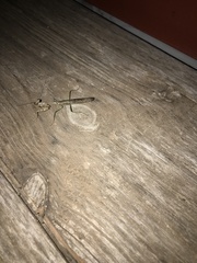 Stagmomantis carolina