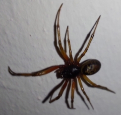 Steatoda nobilis