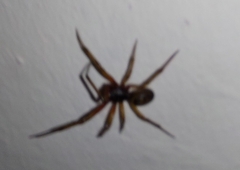 Steatoda nobilis