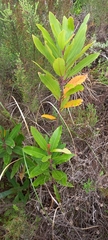 Laurophyllus capensis