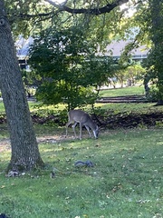 Odocoileus virginianus