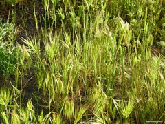 Bromus madritensis