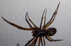 Steatoda nobilis