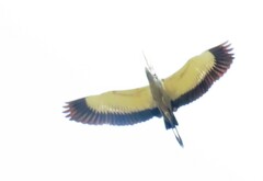 Ardea melanocephala