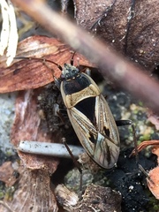 Xanthochilus quadratus