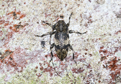 Leiopus linnei