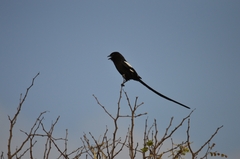 Lanius melanoleucus