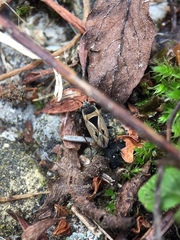 Xanthochilus quadratus