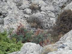 Curruca sarda