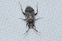 Eurystylus bellevoyei
