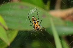 Alpaida grayi
