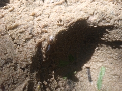 Gastrodontidae
