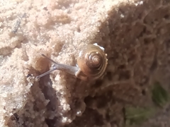 Gastrodontidae