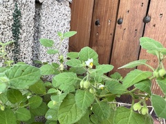Solanum sarrachoides