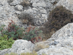 Curruca sarda