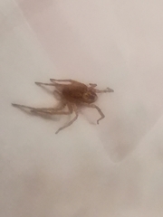 Anyphaena