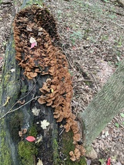 Mensularia radiata