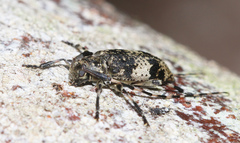 Leiopus linnei